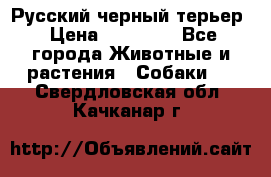 Русский черный терьер › Цена ­ 35 000 - Все города Животные и растения » Собаки   . Свердловская обл.,Качканар г.